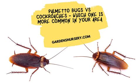 Palmetto Bugs Vs Cockroaches - Which One Is More Common In Your Area