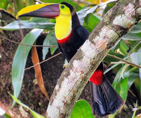 Identifying Costa Rica Birds