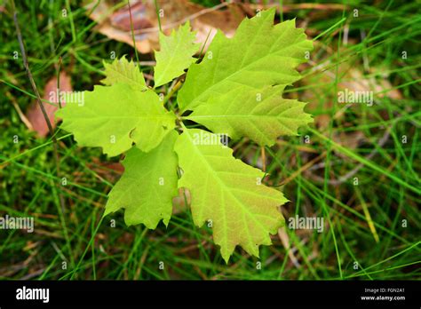 Oak tree sapling hi-res stock photography and images - Alamy