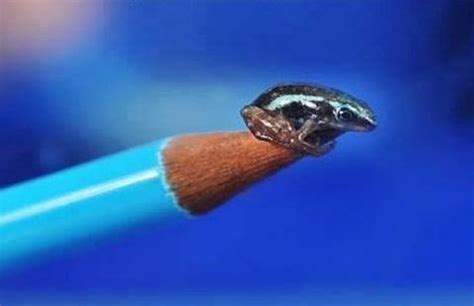 Smallest Frog in the world : r/Damnthatsinteresting