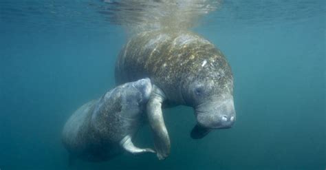 Baby Manatee: 5 Facts & 5 Incredible Calf Pictures! - IMP WORLD