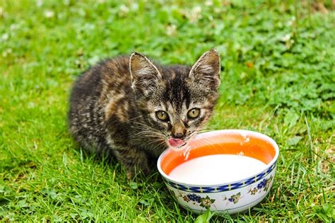 Are Cats Allowed to Drink Milk? | Hastings Veterinary Hospital