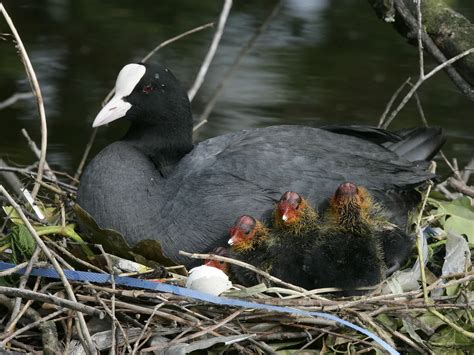 Coot Bird Facts (Fulica atra) | Bird Fact