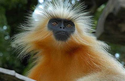 Langurs - Large, Long-limbed and Handsome | Animal Pictures and Facts ...