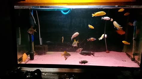 Cichlid fish tank mates - YouTube