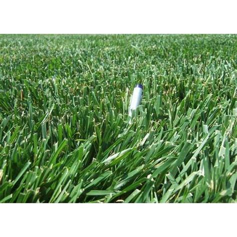 Rendition Turf-type Tall Fescue Grass Seeds - 50 lbs. - Walmart.com - Walmart.com