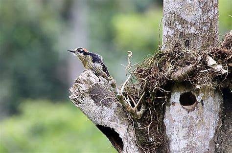 Study shows deforestation limits nesting habitat for cavity-nesting ...