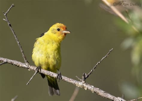 Male Western Tanager Perched And Then Coming Straight At Me – Feathered Photography