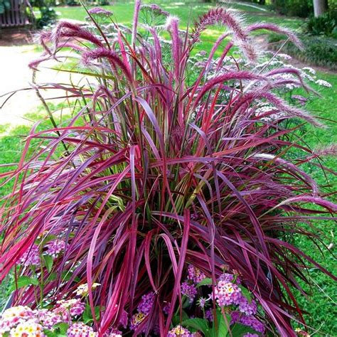 Pennisetum Fireworks rozplenica szczecinkowata - 8151913788 - oficjalne archiwum Allegro