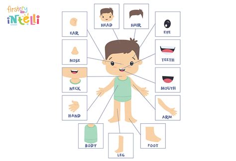 Teach Kids Human Body Parts Names Its Functions - vrogue.co