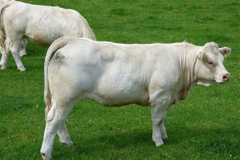 30 Best Cow Breeds for Meat and Milk You'll Want to Know About