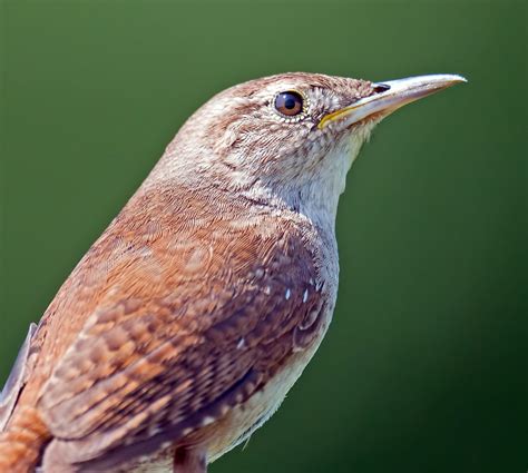 10 Wren Species in the United States! (ID Guide) - Bird Watching HQ