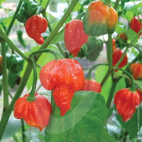 Chilli Pepper Carolina Reaper Seeds | Quality Seeds from Sow Seeds Ltd