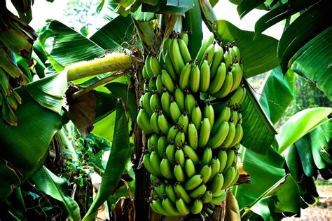 Banana farming in Kenya 2019: How to earn a steady monthly income Tuko.co.ke