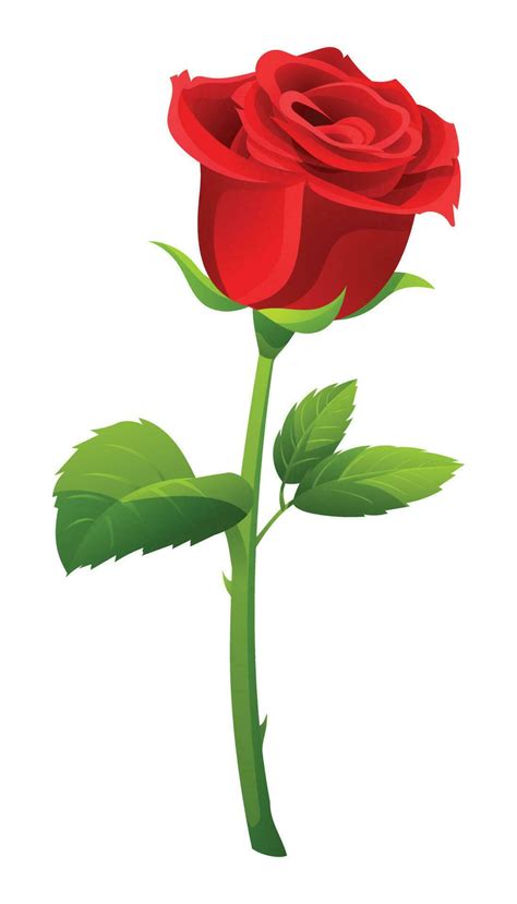 Single red rose vector illustration isolated on white background 24589912 Vector Art at Vecteezy