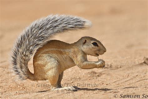 南非地松鼠 Cape Ground Squirrel （Xerus inauris）, Namibia | Flickr