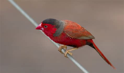 In Search of Australia’s Amazing Rainbow Finch