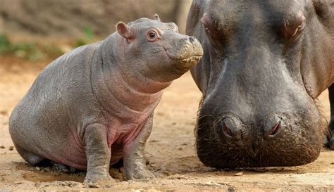 Exploring the World of Baby Hippos - Animals Around The Globe