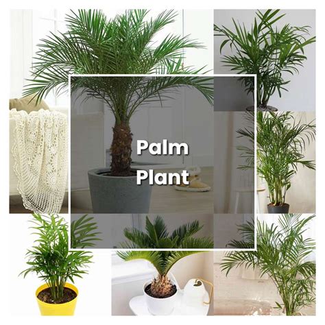 How to Grow Palm Plant - Plant Care & Tips | NorwichGardener