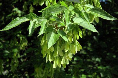 What Is A Boxelder Tree: Information About Boxelder Maple Tree Growing