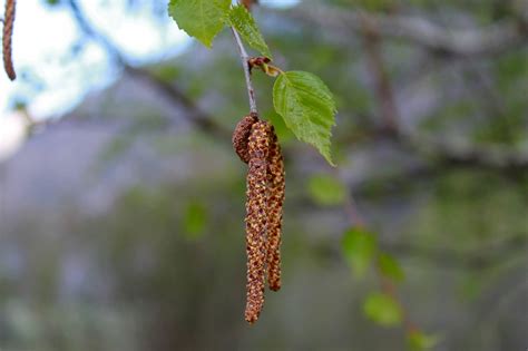 Birch Tree Catkins Spring - Free photo on Pixabay - Pixabay