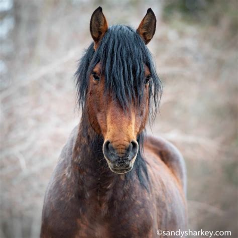 Canada Wild: A Look At Canada's Beautiful Wild Horses