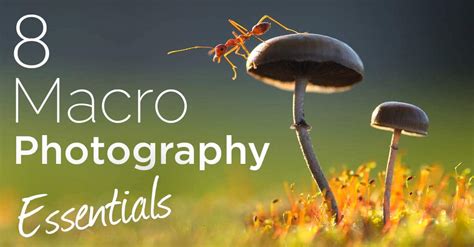 8 Pieces of Essential Macro Photography Gear