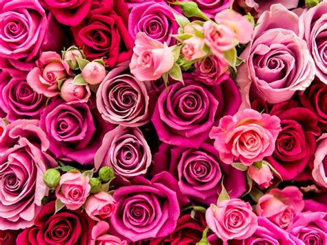 Valentines Day Pink Roses – VitalCute