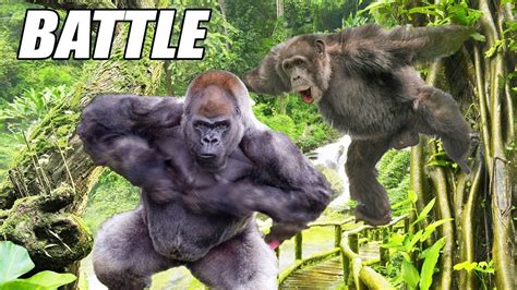 Gorilla vs Chimp? Ape Attacks - YouTube