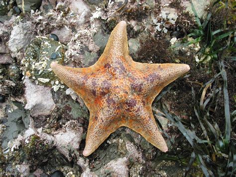 File:Star Fish at Montana de Oro.JPG - Wikipedia, the free encyclopedia