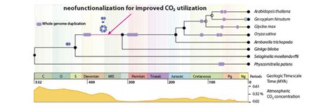 Plant Evolution Timeline