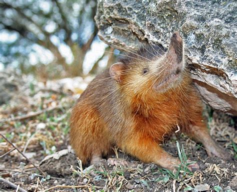 THE ALMIQUÍ or Solenodón, a Unique Cuban Mammal Asteroids Survivor ...