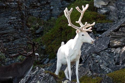 The Surprising Problems Faced By Albino Animals In The Wild