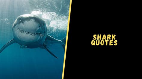 Top 15 Best Quotes About Shark To Blow Your Mind