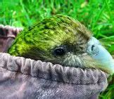 Kakapo - Description, Habitat, Image, Diet, and Interesting Facts