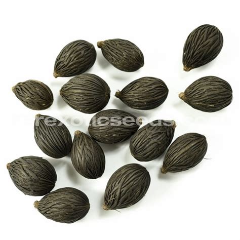 Buy Foxtail Palm Seeds Online - Rarexoticseeds