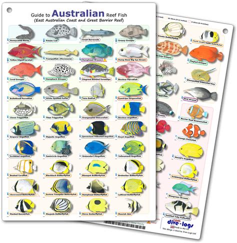 DiveLogs - Australia Reef Fish ID Card.