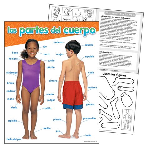 Spanish Parts Of The Body Chart – School House GB