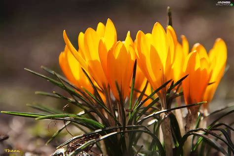 Yellow, crocuses - Flowers wallpapers: 2048x1365