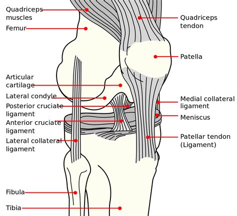 Knee_diagram.svg