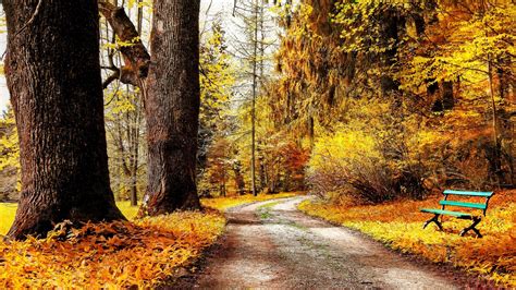 Autumn Forest Path 2560x1440 HDTV Wallpaper