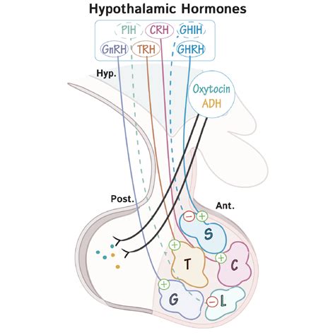 Physiology Glossary: Hypothalamic & Pituitary Hormones (Overview ...