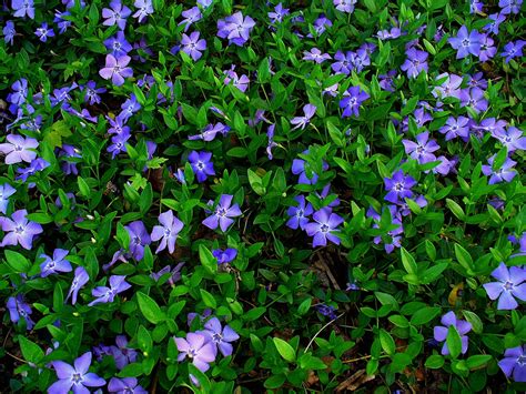 Vinca minor (Bowles Periwinkle, Common Periwinkle, Dwarf Periwinkle ...