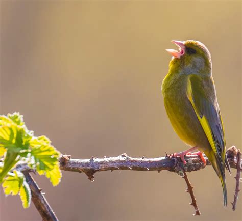 Why do birds sing in the morning? | Gulo in Nature