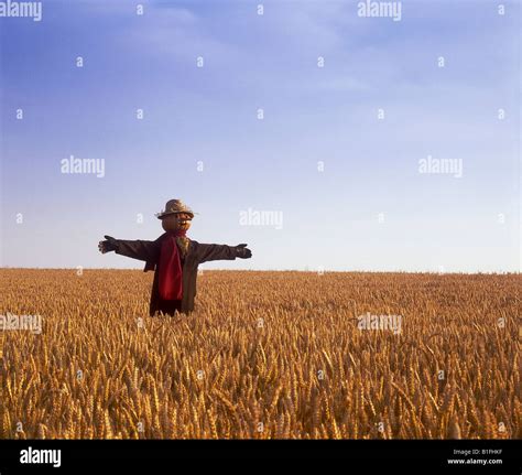 Scarecrow in a wheat field Stock Photo, Royalty Free Image: 18168179 - Alamy