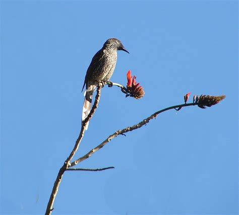 Snap Happy Birding: Coral tree, Noisy Miner, Little Wattlebird.