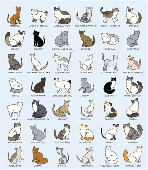 Cat Breeds All Cat Species - Pets Lovers