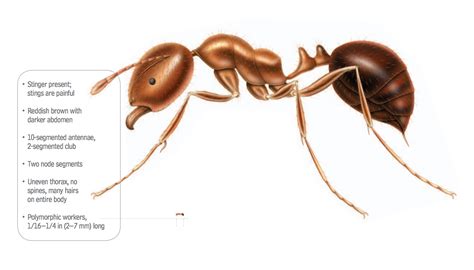 What Do Fire Ants Look Like | Fire Ant Identification Guide