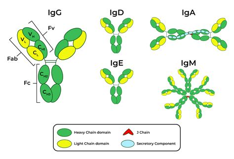 Antibody - Structure, Function, Types, and Production