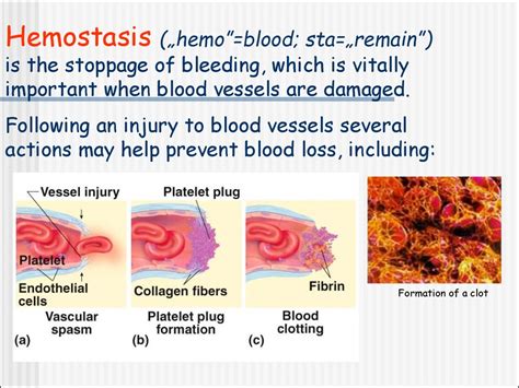 Hemostasis - презентация онлайн